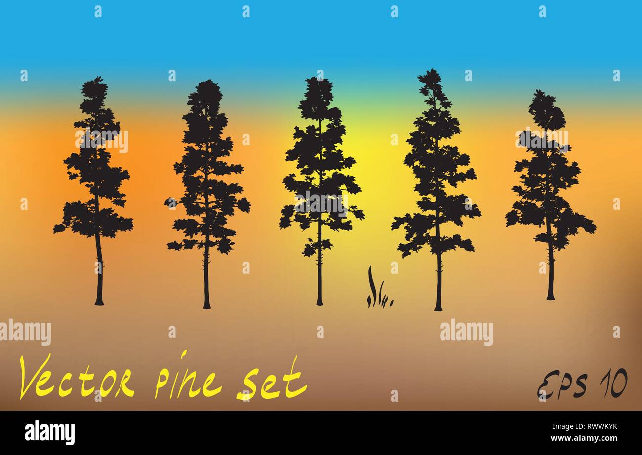 Pin du nord-ouest du Pacifique la silhouette des arbres à feuilles persistantes de croissance ancienne collection set Illustration de Vecteur