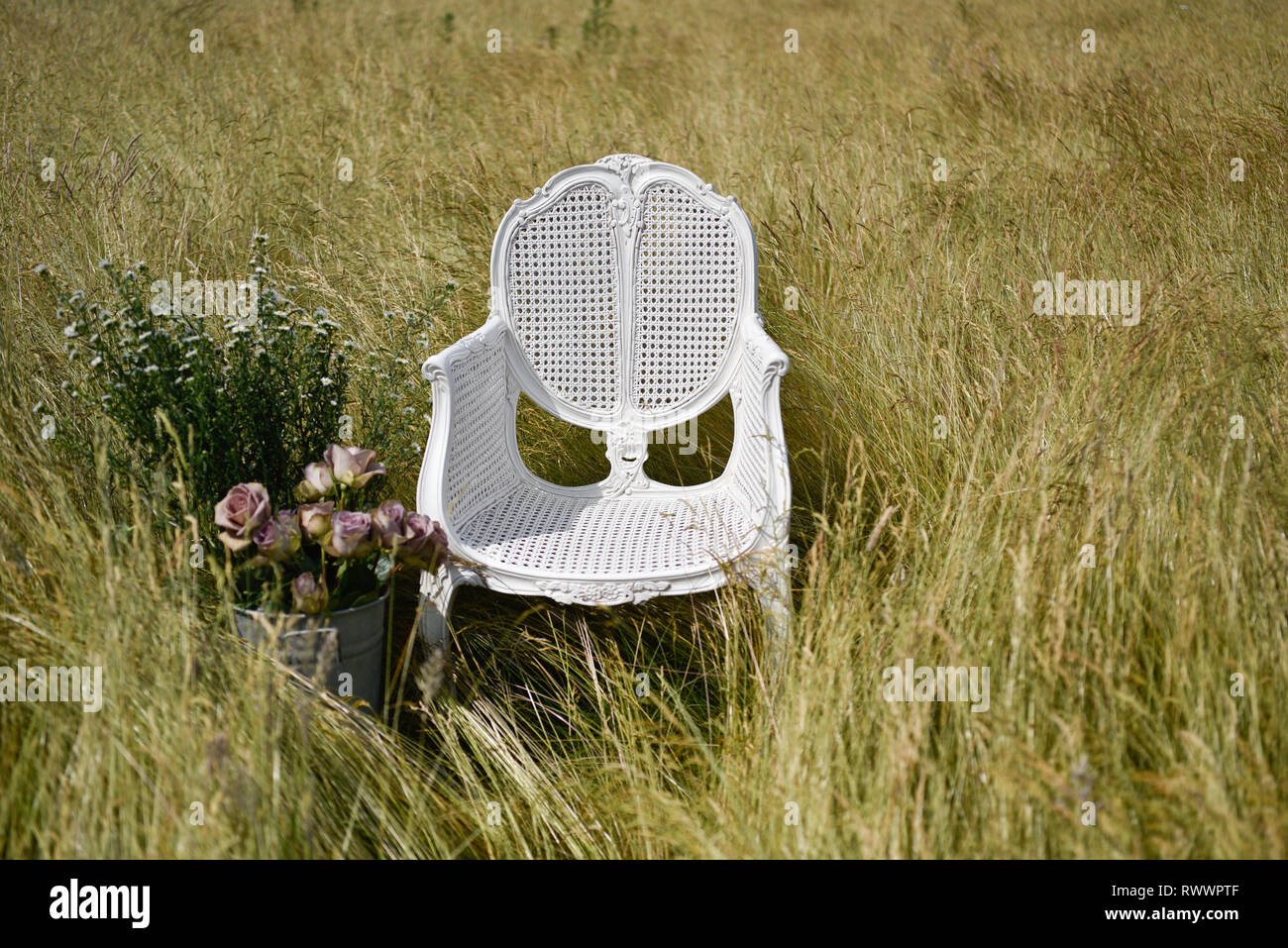 Un ancien président de la canne française se trouve en elle-même dans un champ de marguerites et de l'herbe et est entourée de fleurs à l'été Banque D'Images