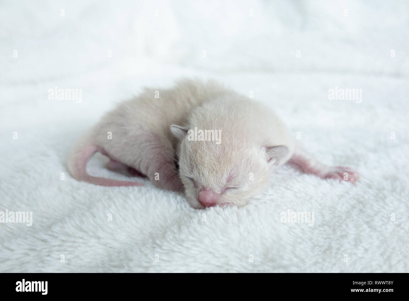 Nouveau Ne De Couleur Beige Clair Chaton Race Birman Sur La Litiere De La Fourrure Photo Stock Alamy