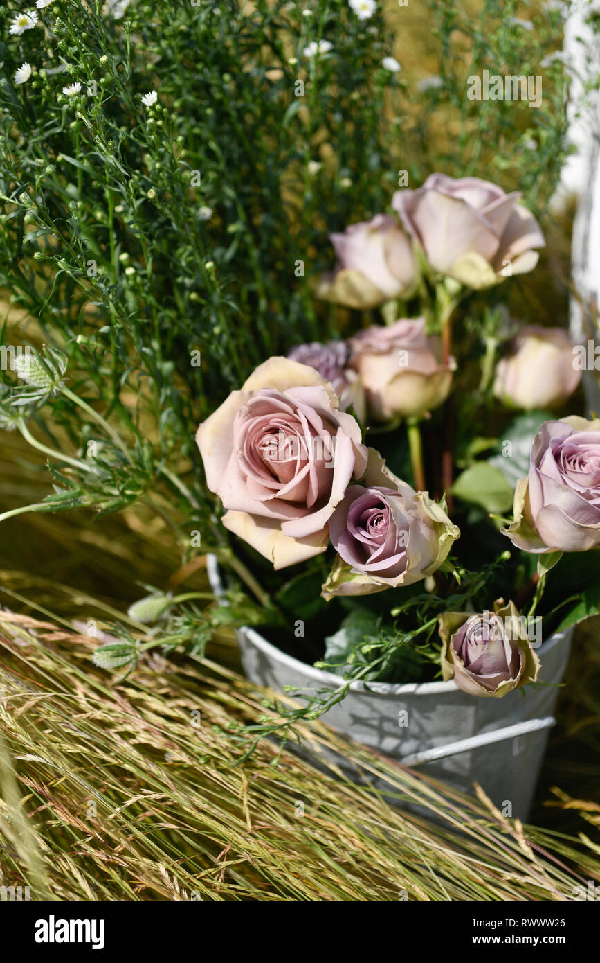 Un ancien président de la canne française se trouve en elle-même dans un champ de marguerites et de l'herbe et est entourée de fleurs à l'été Banque D'Images