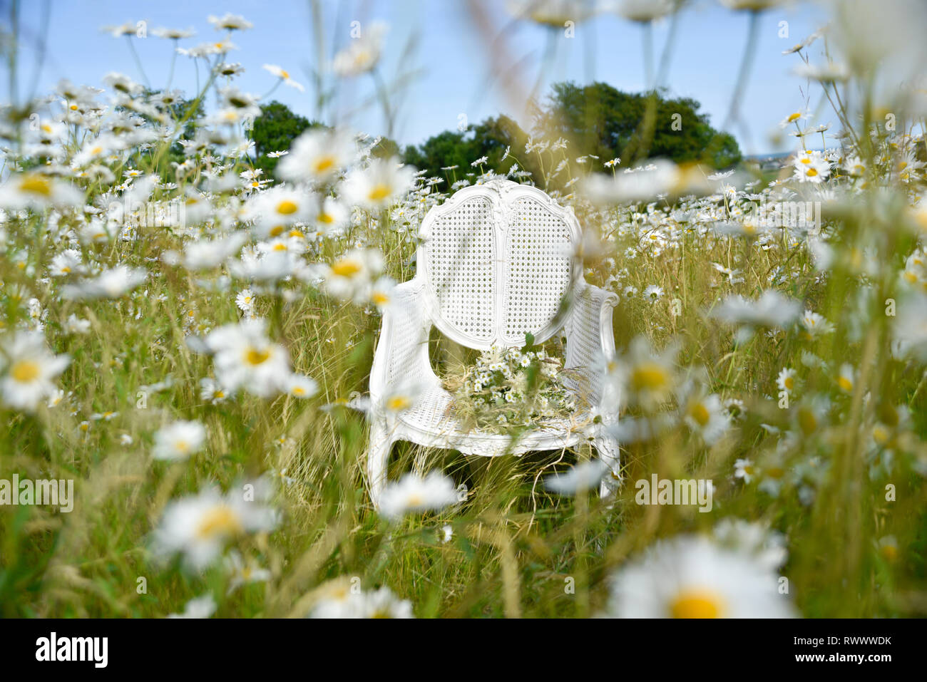 Un ancien président de la canne française se trouve en elle-même dans un champ de marguerites et de l'herbe et est entourée de fleurs à l'été Banque D'Images