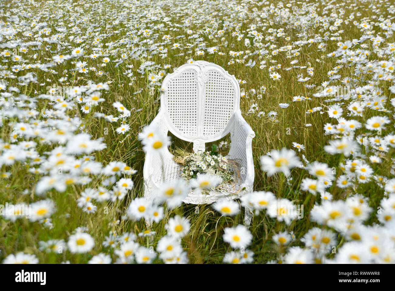 Un ancien président de la canne française se trouve en elle-même dans un champ de marguerites et de l'herbe et est entourée de fleurs à l'été Banque D'Images