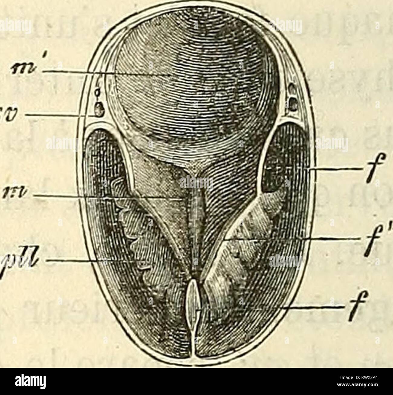 Embryologie, ou, Traité complet du Banque D'Images