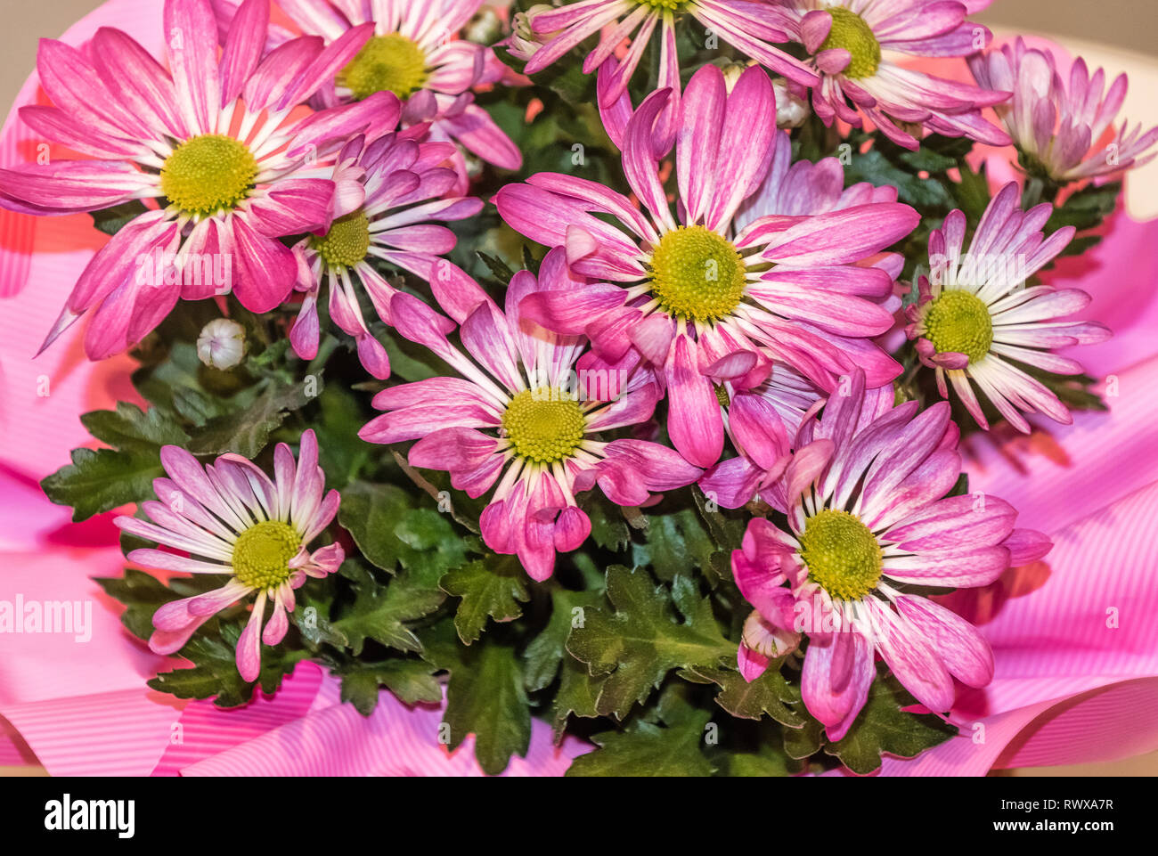Bouquet de fleurs Daisy Rivière (Osteospermum ecklonis) Banque D'Images