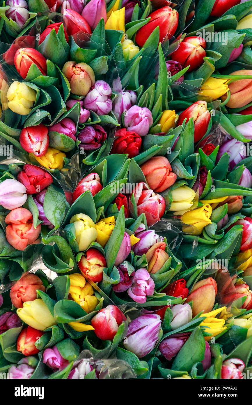 Arrière-plan de tulipes multicolores Banque D'Images