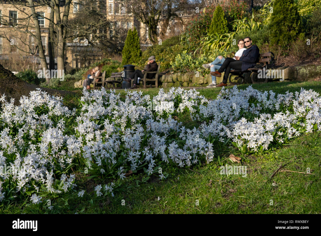 Une banque herbeuse dans un jardin public avec des grappes de petites fleurs blanches de printemps avec des touristes assis sur des bancs en bois, Harrogate, North Yorkshire. Banque D'Images