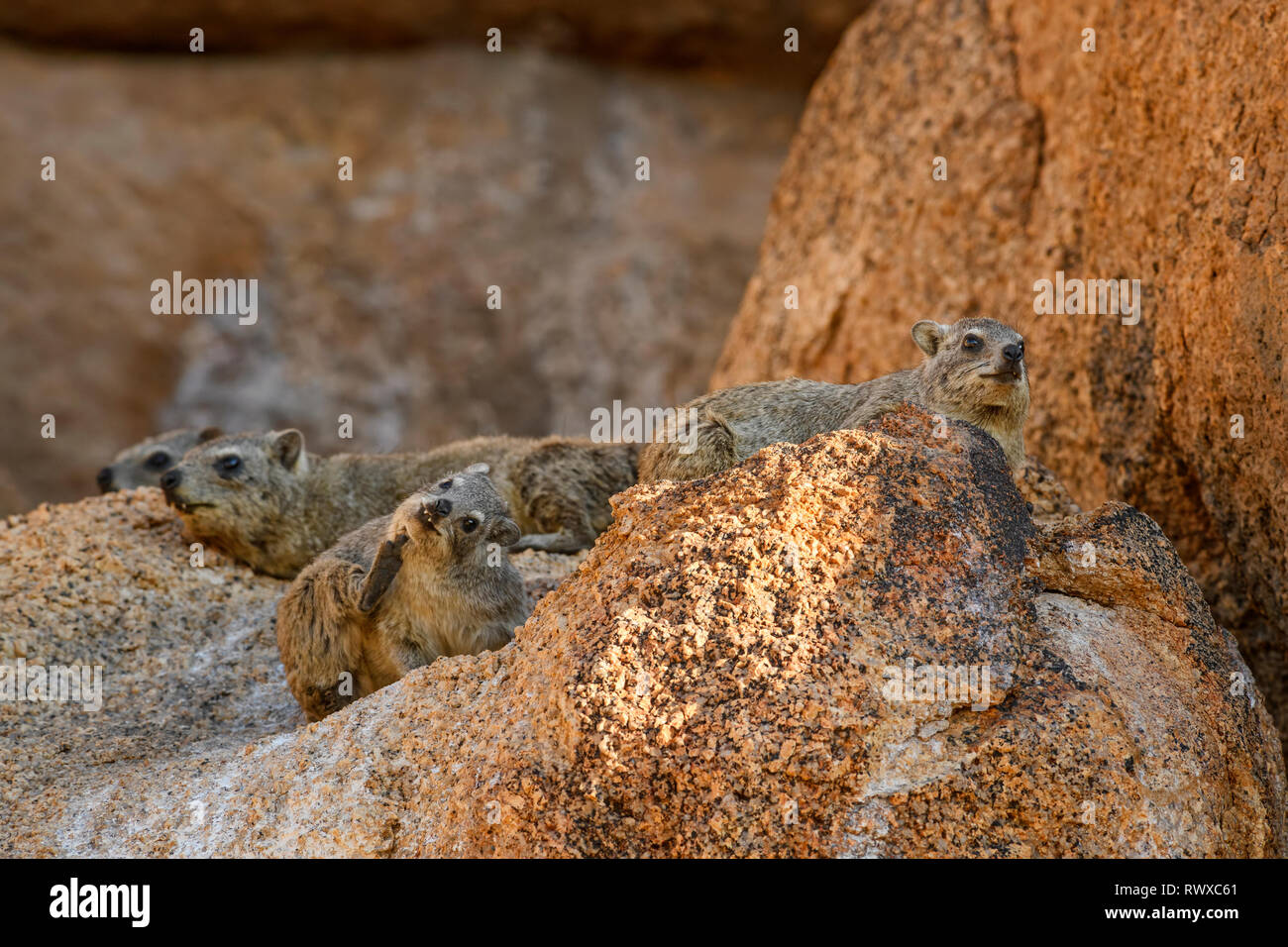Rock commun - Hyrax Procavia capensis, de petits mammifères et des montagnes de l'Afrique, la Namibie hillls. Banque D'Images