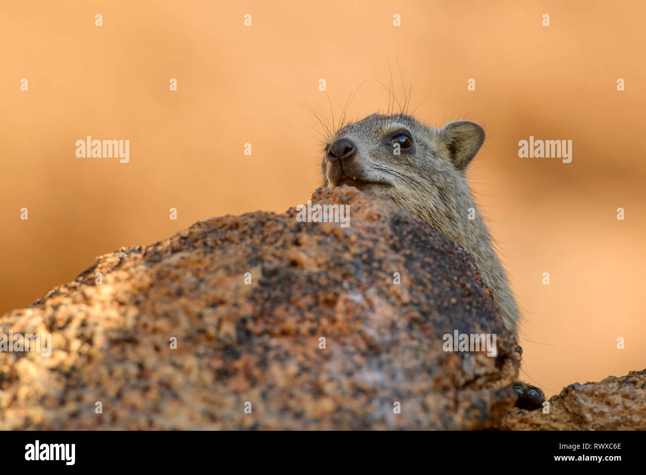 Rock commun - Hyrax Procavia capensis, de petits mammifères et des montagnes de l'Afrique, la Namibie hillls. Banque D'Images