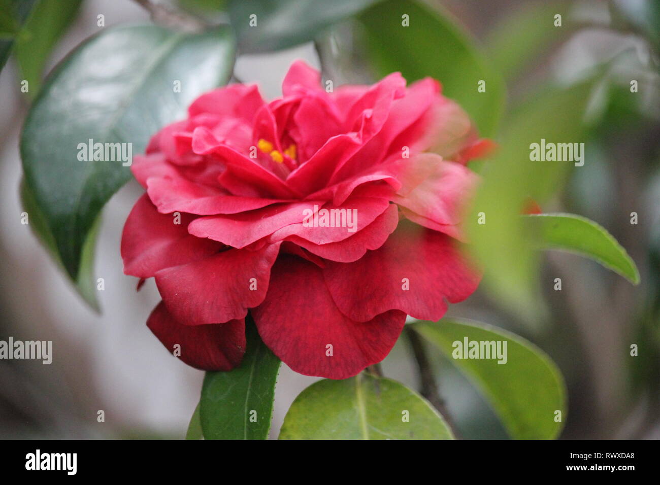 Red japanese camellia en pleine floraison, Camellia camellia commun, Japonais, Camellia japonica, ou des fleurs de tsubaki en pleine floraison. Banque D'Images