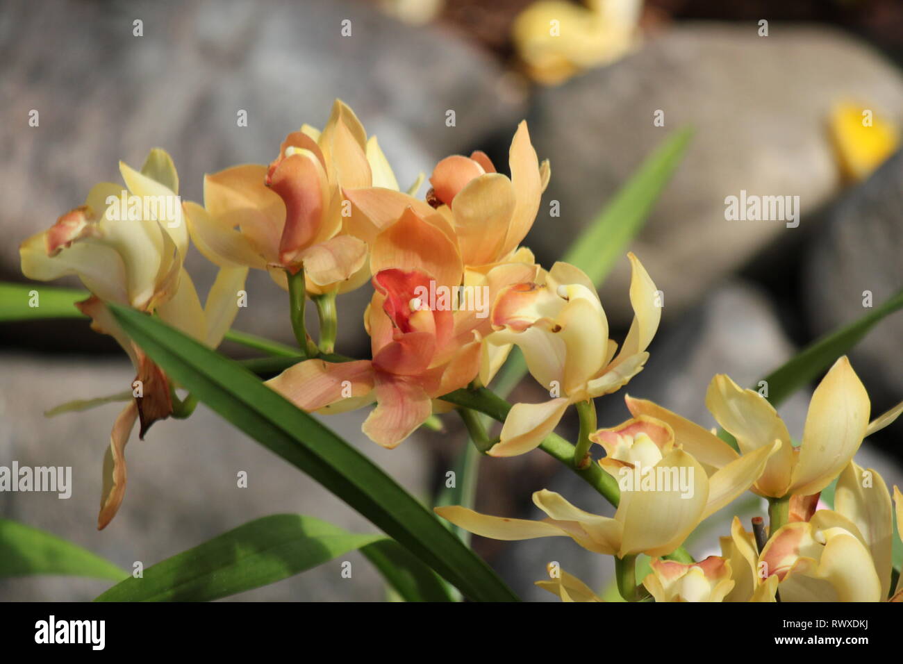 Superbe orchidée cymbidium jaune, voile fleur. Banque D'Images