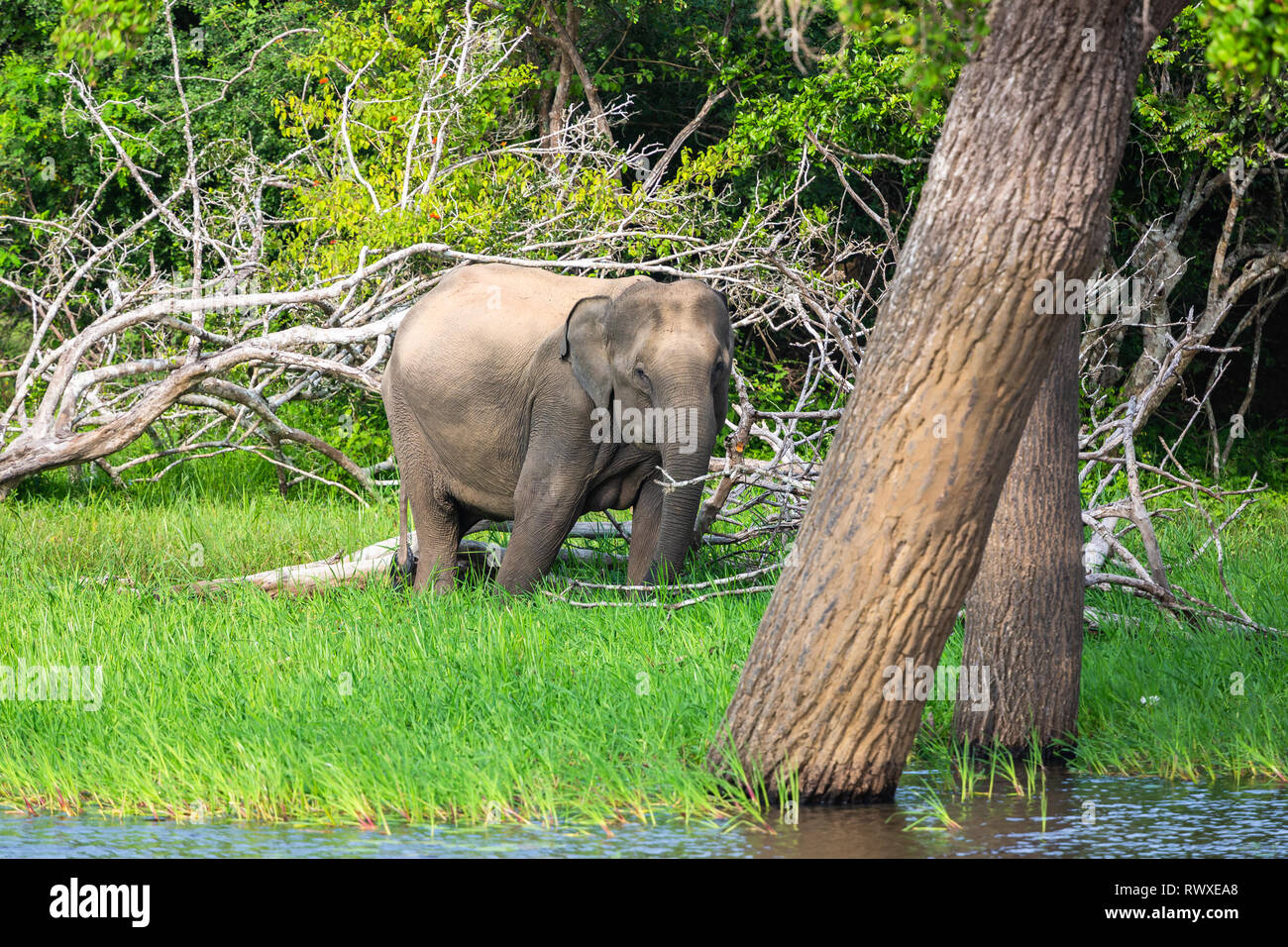 Éléphant d'Asie. Parc national de Yala. Le Sri Lanka. Banque D'Images