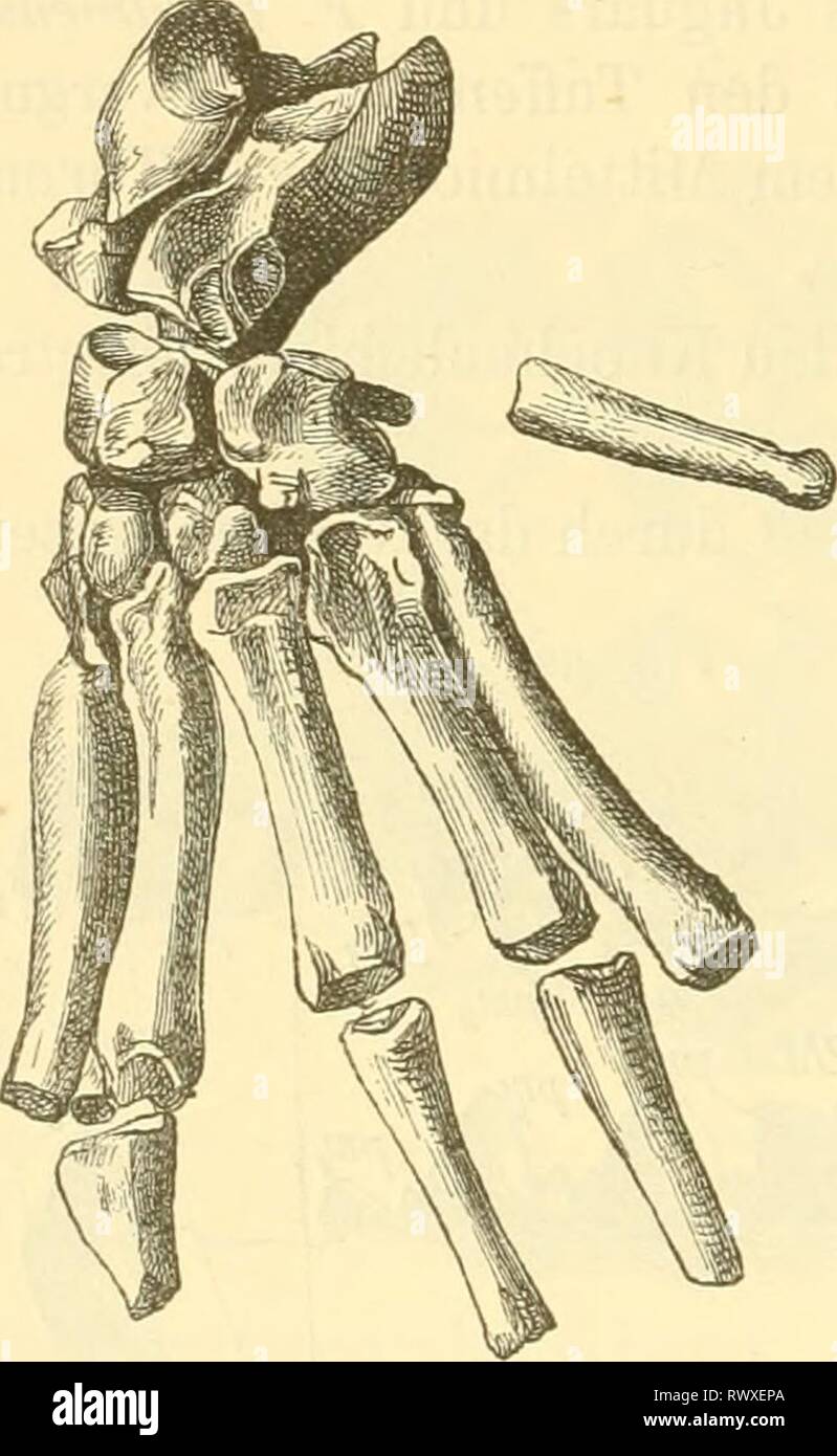 Elemente der paleontologie (Paleozoologie) (1884) Elemente der paleontologie. (Paleozoologie.) elementederpalae00hoer Année : 1884 556 vertébrés. Par. Des pinnipèdes. Den Cariiivoren SeesÃ¤ugethiere nahe fremde fÃ¼nfzehigen bekrallten SchwimmfÃ¼ssen Mit welchen, von wagerecht rÃ¼ckwÃ die hinteren nach rts 2001-2002 ge- streckt sind. a. Phociclae. Vorragend EckzÃ¤hne nicht. Die Gattung recente Flioca L. ist durch seltene Vorkommnisse schon im MiocÃ¤n vertreten, z. B. Fhoca Holitschensis- Fig. 666 j.^^^j ij-Leithakalk ijjj (Fig. 666). MÃ¼Nst Fhoca ambigua. aus OsnabrÃ¼ck, Fhoca poniica Eichio - in der. Banque D'Images