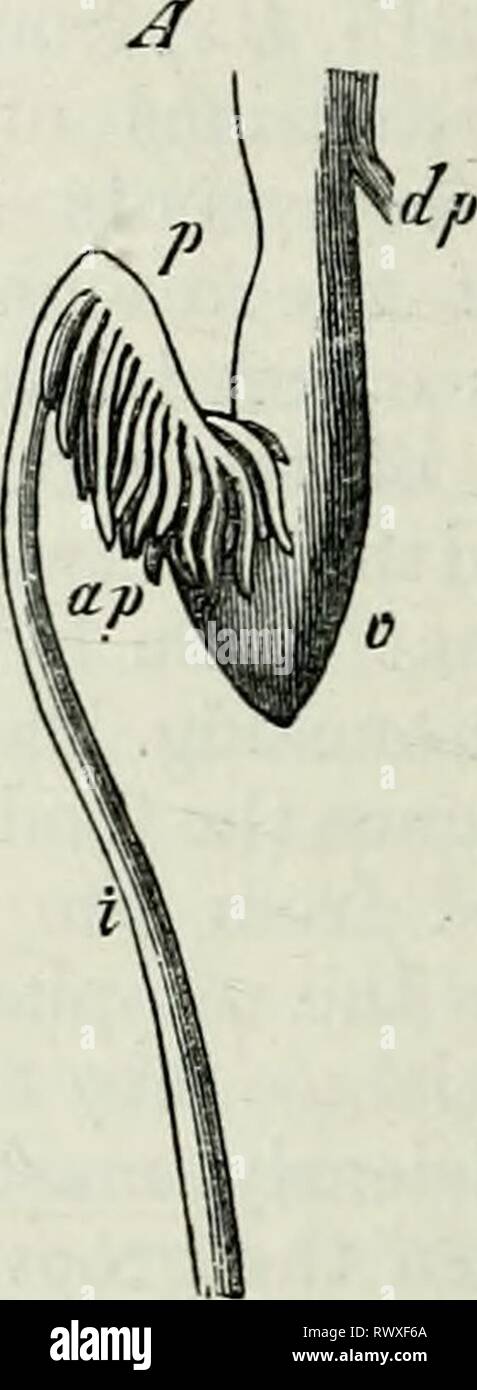 Éléments de l'anatomie comparée (1878) Banque D'Images