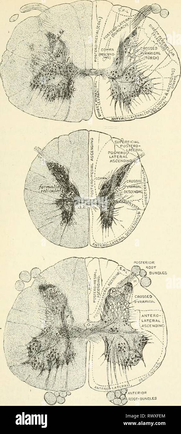 Éléments de physiologie humaine (1907) Éléments de physiologie humaine elementsofhumanp05star Année : 1907 Fig. 272. Cervical. Nageoire dorsale. BUNDLCS racine antérieure lombaire des sections de la moelle épinière humaine à partir de la partie inférieure de l'utérus, de la mi-dorsale, et la mi-lmnbar régions, montrant les principaux groupes de cellules nerveuses-, et sur le côté droit de chaque section l'exécution étendues car elles se produisent dans les diverses régions (amplifiées à environ 7 diamètres). (E. A. Schafer.) a, 6, c, des groupes de cellules de la corne antérieure ; d, cellules de l'heure latérale ; e, groupe moyen de cellules ; /, les cellules de la colonne de Clarke ; g, les cellules d'en arrière Banque D'Images