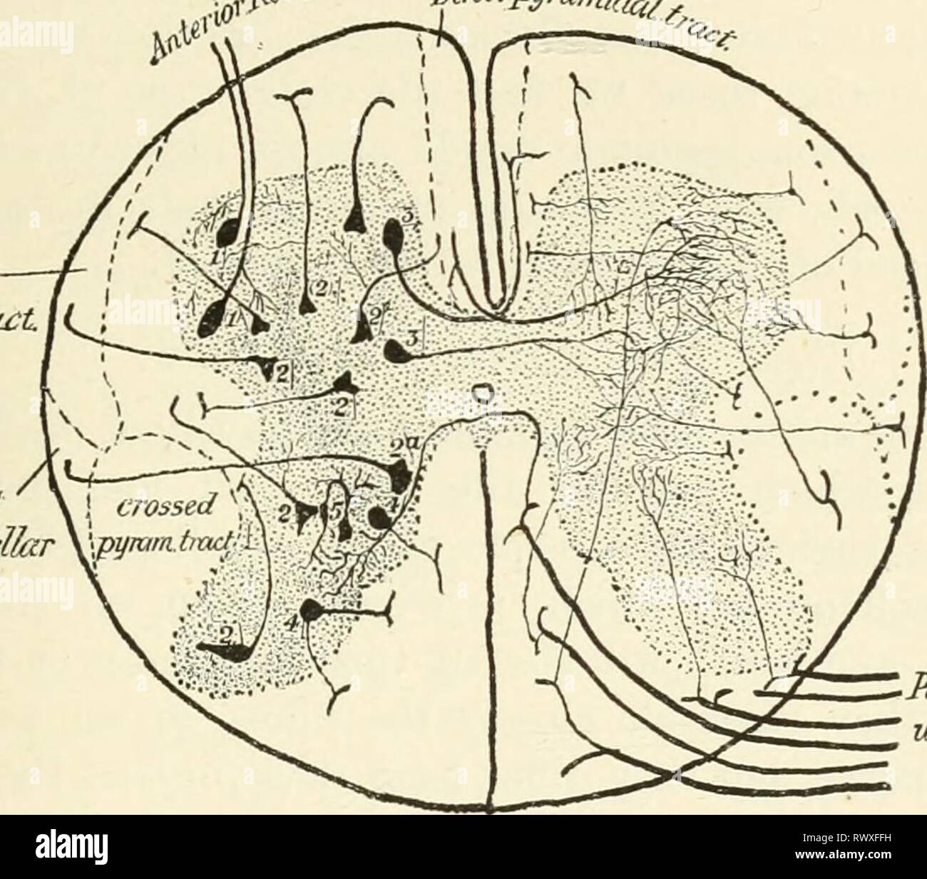 Éléments de physiologie humaine (1907) Éléments de physiologie humaine elementsofhumanp05star Année : 1907 LA MOELLE ÉPINIÈRE 5954. Clarke ou colonne colonne vésiculaire postérieur (Fig. 2'il  %  %  %  %  %  %  %  %  %  %  %  %  %  %  % %f), pour atteindre à partir de la septième ou huitième nerf cervical au troisième nerf lombaire, et représentés en face de la deuxième et troisième nerfs par un petit groupe de cellules et peut-être aussi dans la région sacrée par un groupe connu sous le nom de noyau du jaugeage. Les cellules qui composent cette colonne sont grandes et fusiforme, avec leur grand axe parallèle à celui de la corde, de sorte qu'en cross-section qu'ils ont l'appearanc Banque D'Images Éléments de physiologie humaine (1907) Éléments de physiologie humaine elementsofhumanp05star Année : 1907 LA MOELLE ÉPINIÈRE 5954. Clarke ou colonne colonne vésiculaire postérieur (Fig. 2'il  %  %  %  %  %  %  %  %  %  %  %  %  %  %  % %f), pour atteindre à partir de la septième ou huitième nerf cervical au troisième nerf lombaire, et représentés en face de la deuxième et troisième nerfs par un petit groupe de cellules et peut-être aussi dans la région sacrée par un groupe connu sous le nom de noyau du jaugeage. Les cellules qui composent cette colonne sont grandes et fusiforme, avec leur grand axe parallèle à celui de la corde, de sorte qu'en cross-section qu'ils ont l'appearanc Banque D'Images