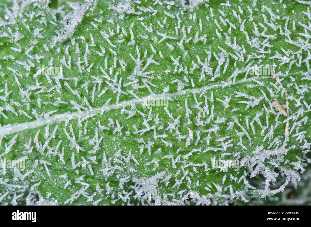 Figé dans le temps, des cristaux de glace sur la feuille. Sussex, UK Banque D'Images