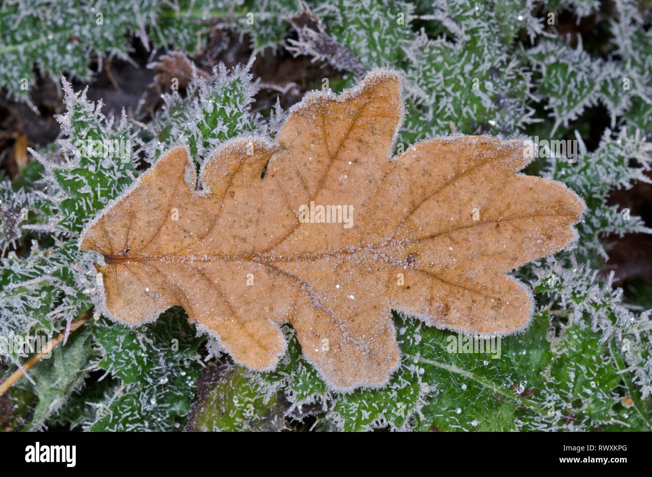Icy, feuille de chêne Quercus feuilles tombés gelés. Sussex, UK Banque D'Images