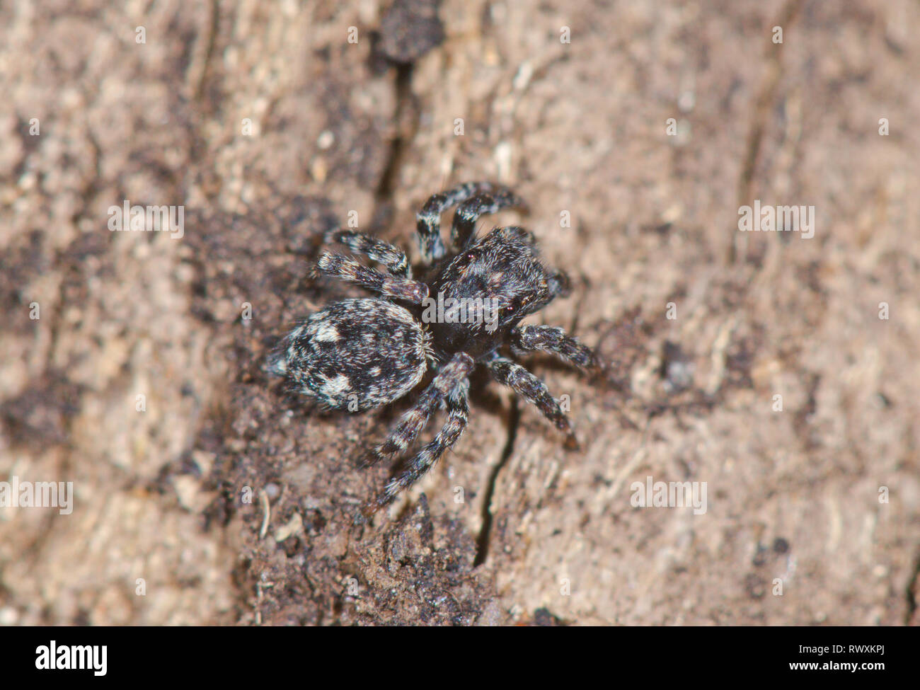 Cavalier Downy juvénile (Sitticus pubescens) araignées aranéomorphes,. Sussex, UK Banque D'Images