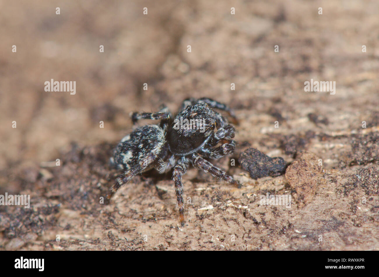 Cavalier Downy juvénile (Sitticus pubescens) araignées aranéomorphes,. Sussex, UK Banque D'Images