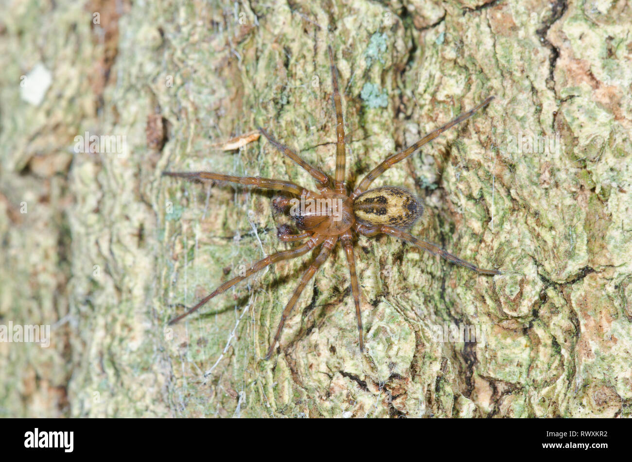 Laceweb (Amaurobius fenestralis Spider / similis) mâle, Amaurobiidae. Sussex, UK Banque D'Images