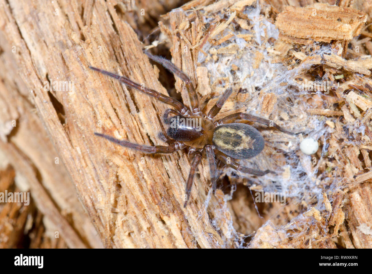 Laceweb Amaurobius similis (araignée) féminin, Amaurobiidae. Sussex, UK Banque D'Images