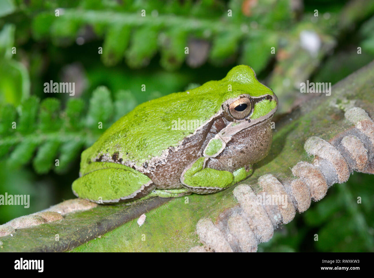 Mâles de la grenouille d'arbre ( Hyla arborea ) montrant pochette vocal, Hylidés Banque D'Images