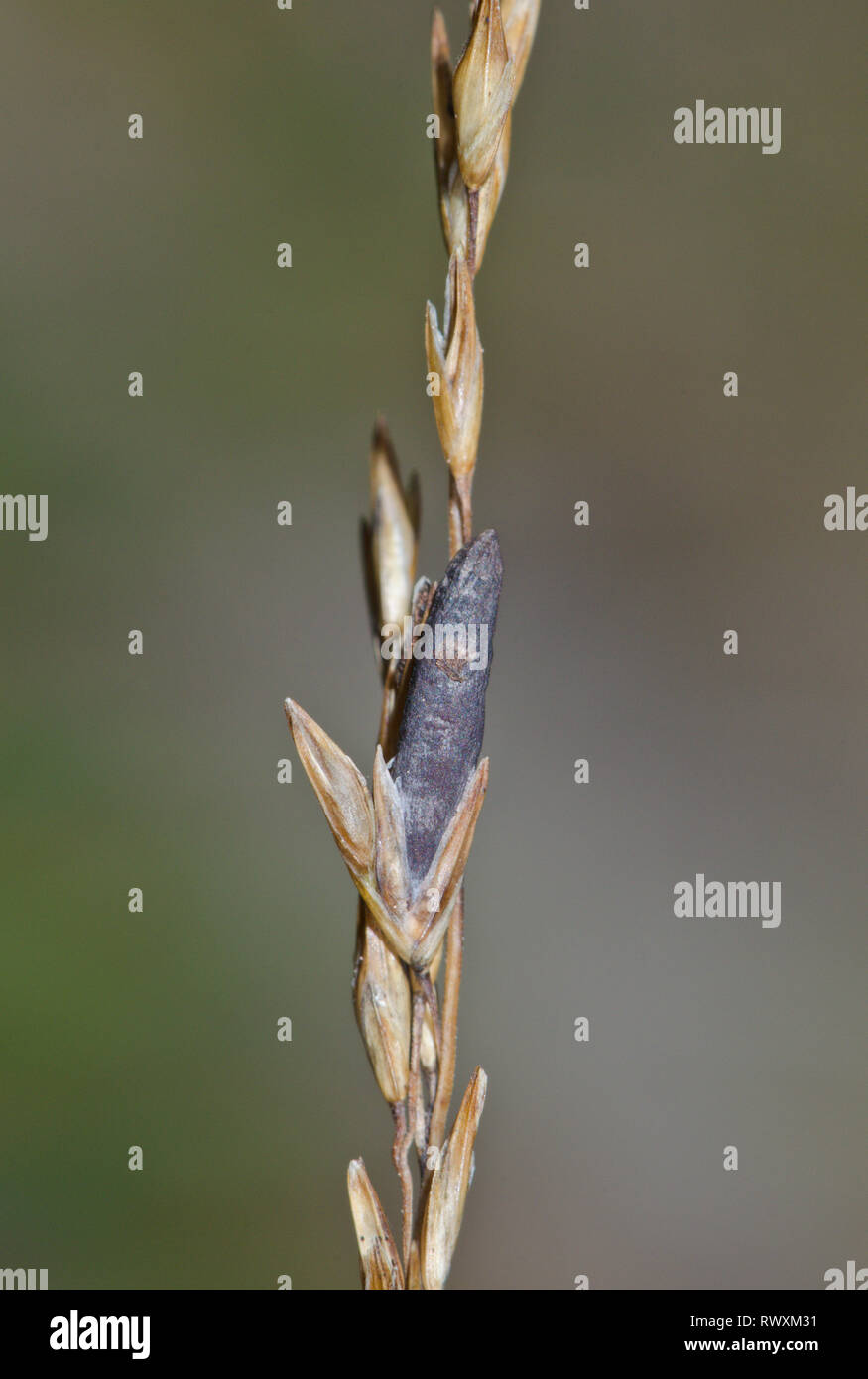 L'Ergot venimeux (champignon Claviceps purpurea). Sussex, UK Banque D'Images L'Ergot venimeux (champignon Claviceps purpurea). Sussex, UK Banque D'Images