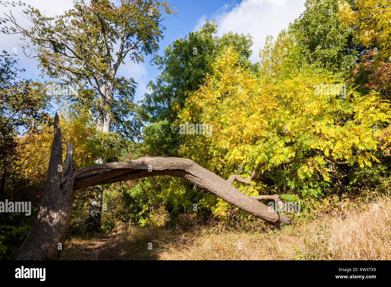 Un arbre tombé dans la région de forêts anciennes au cours de l'automne, le Colwick Woods, Nottingham, England, UK Banque D'Images