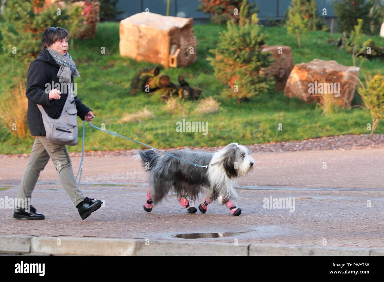 Birmingham, UK. Mar 8, 2019. Les chiens en arrivant sur la deuxième journée de Crufts 2019 ️Jon Crédit : Freeman/Alamy Live News Banque D'Images