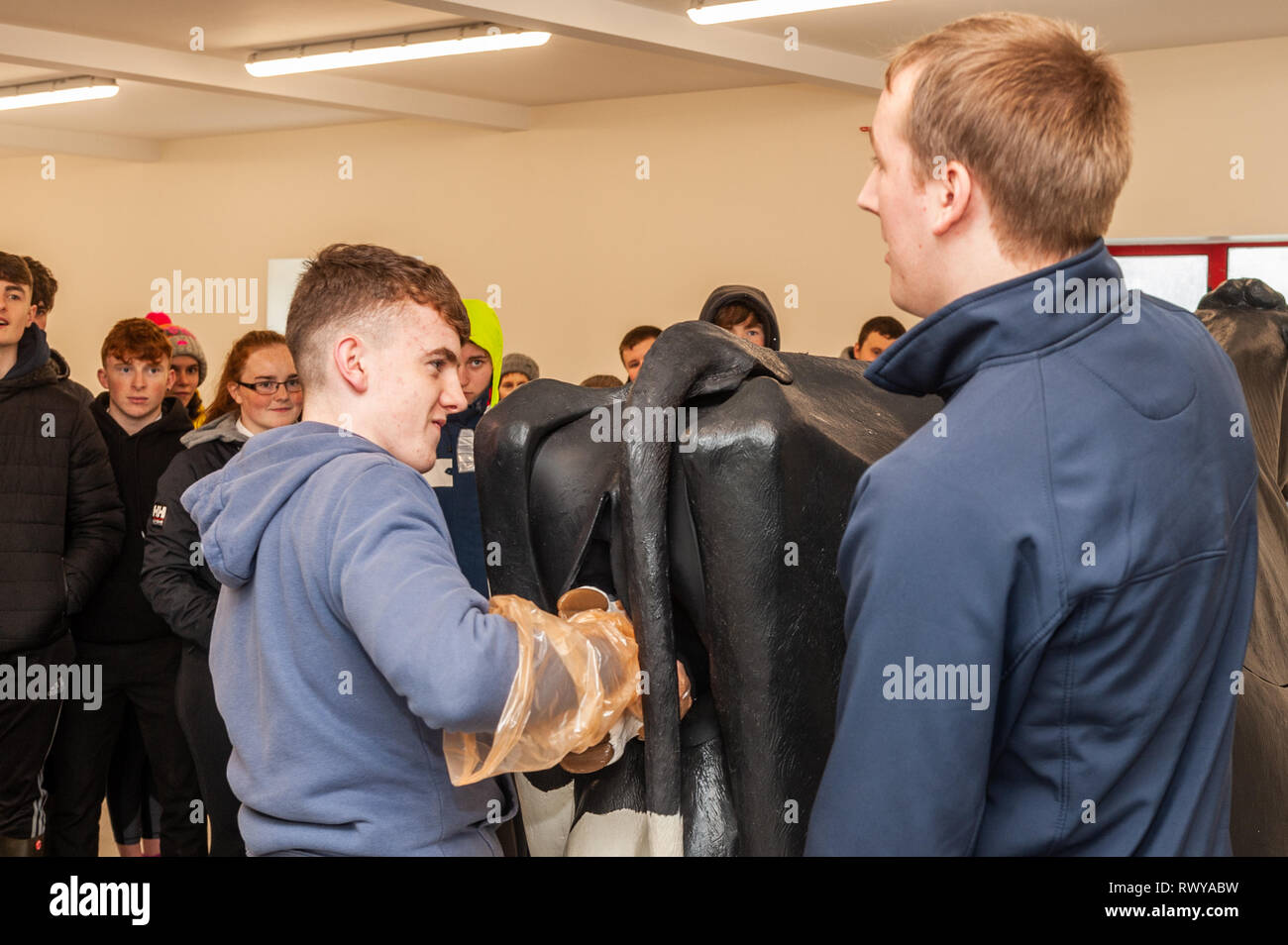Clonakilty, West Cork, Irlande. 8 mars, 2019. Gavin Crowley de Skibbereen a assisté à la journée portes ouvertes du collège agricole Darrara et a été invité par le professeur James Daunt à aider un simulateur vétérinaire vache pour donner naissance. Darrara est le seul collège agricole en Irlande pour avoir un simulateur. Credit : Andy Gibson/Alamy Live News. Banque D'Images