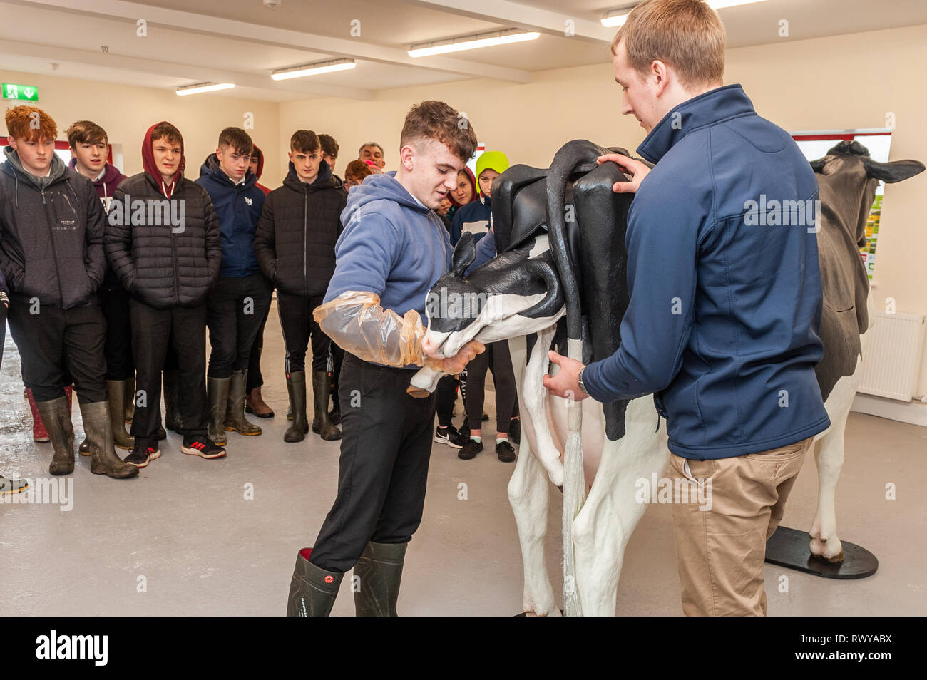 Clonakilty, West Cork, Irlande. 8 mars, 2019. Gavin Crowley de Skibbereen a assisté à la journée portes ouvertes du collège agricole Darrara et a été invité par le professeur James Daunt à aider un simulateur vétérinaire vache pour donner naissance. Darrara est le seul collège agricole en Irlande pour avoir un simulateur. Credit : Andy Gibson/Alamy Live News. Banque D'Images