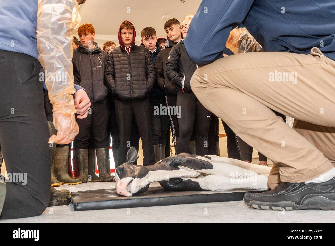 Clonakilty, West Cork, Irlande. 8 mars, 2019. Gavin Crowley de Skibbereen a assisté à la journée portes ouvertes du collège agricole Darrara et a été invité par le professeur James Daunt à aider un simulateur vétérinaire vache pour donner naissance. Darrara est le seul collège agricole en Irlande pour avoir un simulateur. Credit : Andy Gibson/Alamy Live News. Banque D'Images