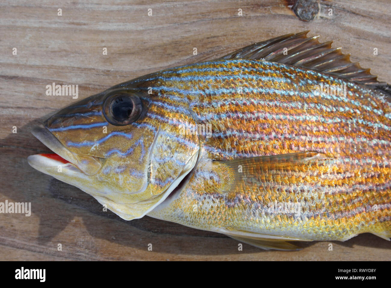 Bluestriped Grunt Johnrandallia sciurus sur planche en bois, pris sur la ligne à main, Caye Caulker, Belize Banque D'Images