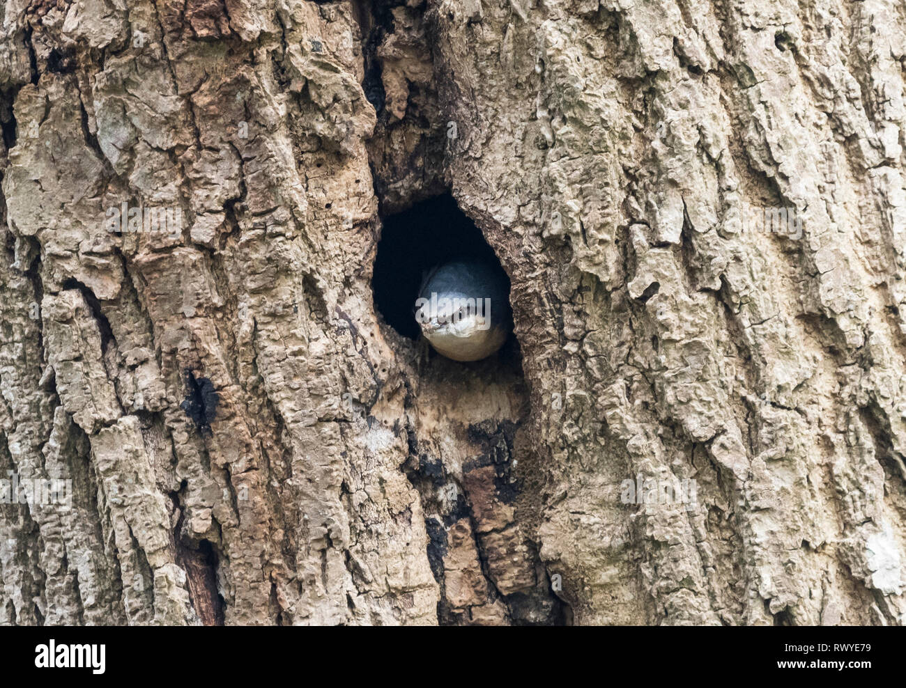 Sittelle Torchepot (Sitta europaea) à la recherche d'un trou dans un arbre en hiver dans le West Sussex, Angleterre, Royaume-Uni. Banque D'Images
