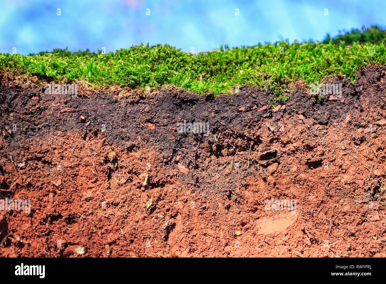 La couche arable d'un Arenosol avec moss ,libre d'un sol Photo Stock - Alamy