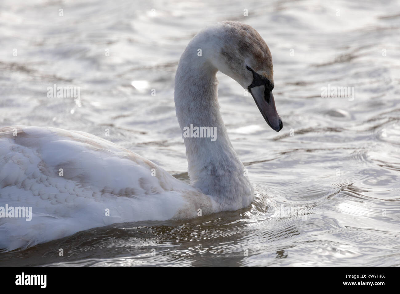 Mute Swan (Cygnus olor), Royaume-Uni, vue latérale - portrait de jeune cygne sur un lac montrant le détail du plumage brillant avec arrière-plan flou lac Banque D'Images