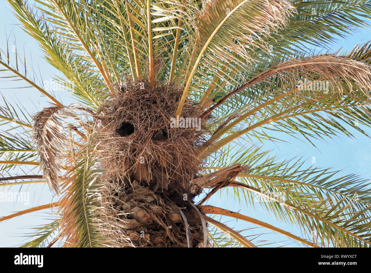 Bird's Nest en beach palm. Les perroquets / perruche moine Quaker (Myiopsitta monachus), Barcelone Banque D'Images