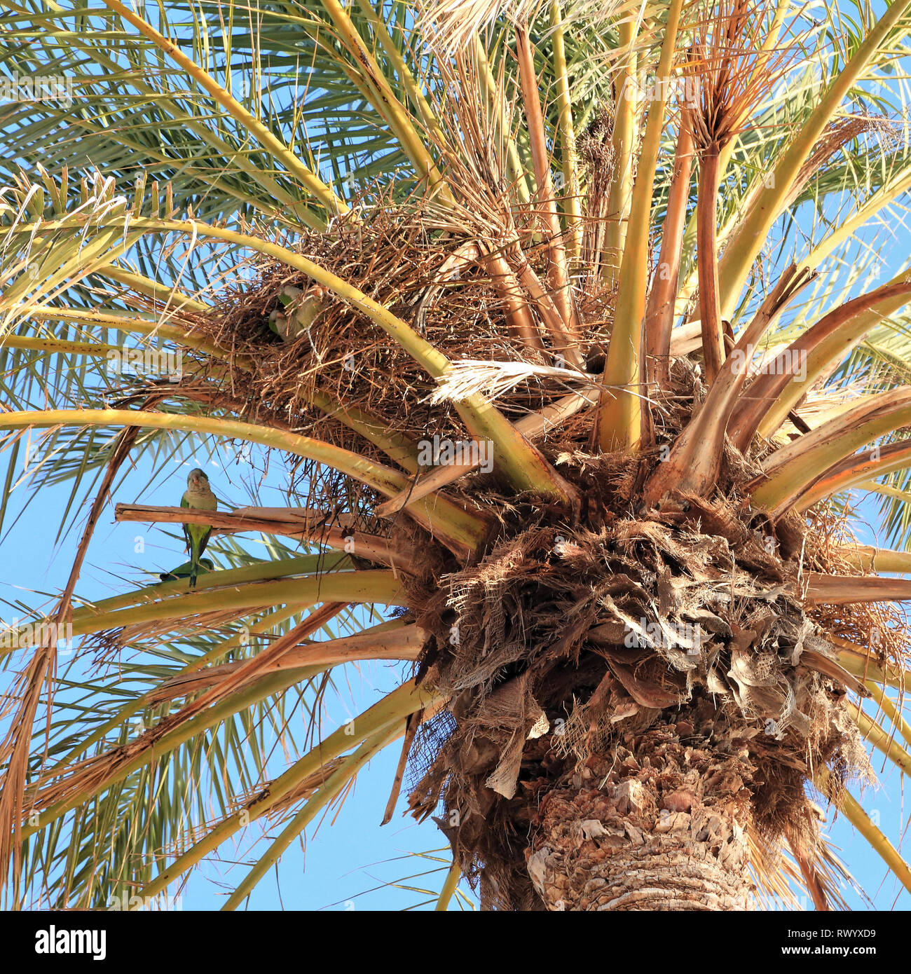 Bird's Nest en beach palm. Les perroquets / perruche moine Quaker (Myiopsitta monachus), Barcelone Banque D'Images