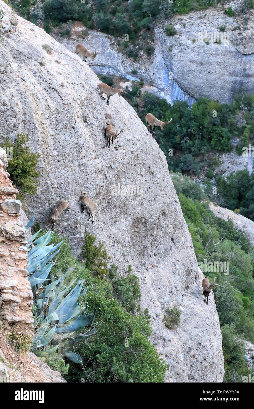 Les chèvres de montagne à Montserrat, en Catalogne, Espagne Banque D'Images