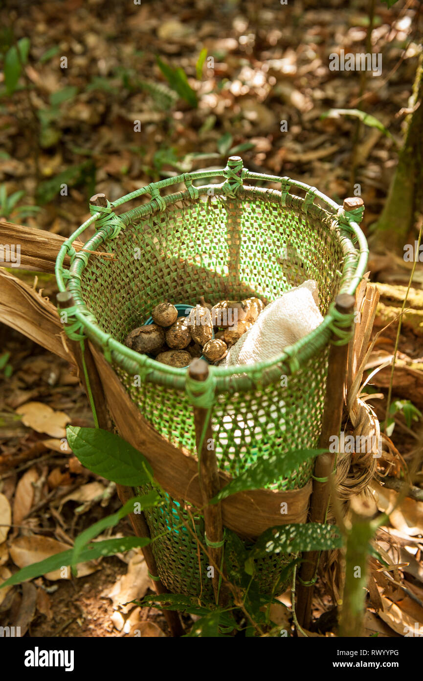 L'État de Mato Grosso, Brésil. Une conception traditionnelle, mais panier Kayapos en plastique ruban contraignant, se dresse sur le sol de la forêt tropicale avec Cumaru (Di Banque D'Images