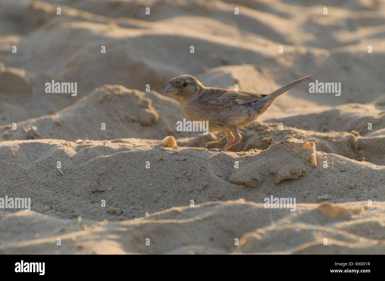 Petit Oiseau Sur La Plage A Attiré à Une Miette De Pain