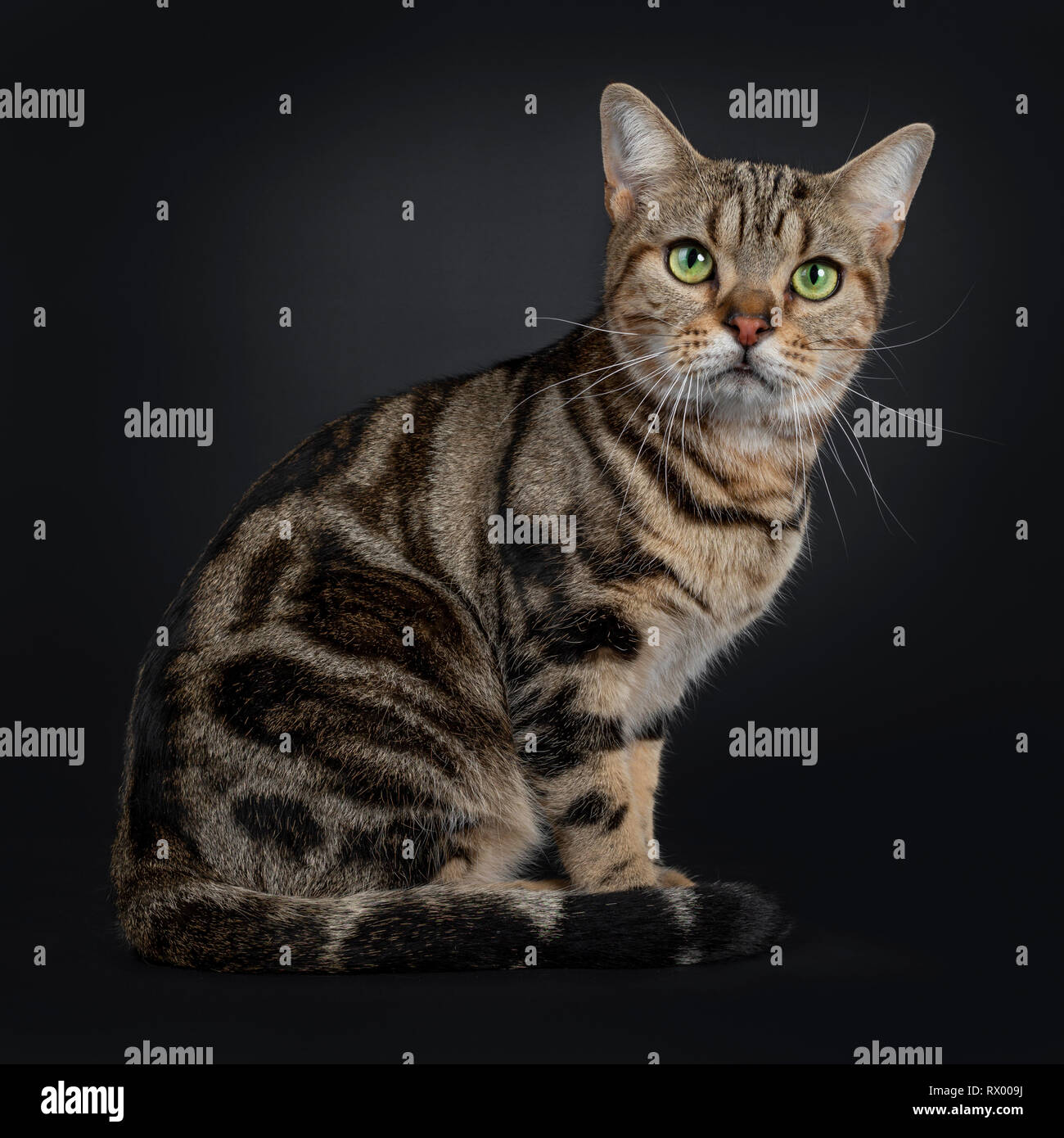 Beau jeune chat American Shorthair tabby brun, assis côte des ...