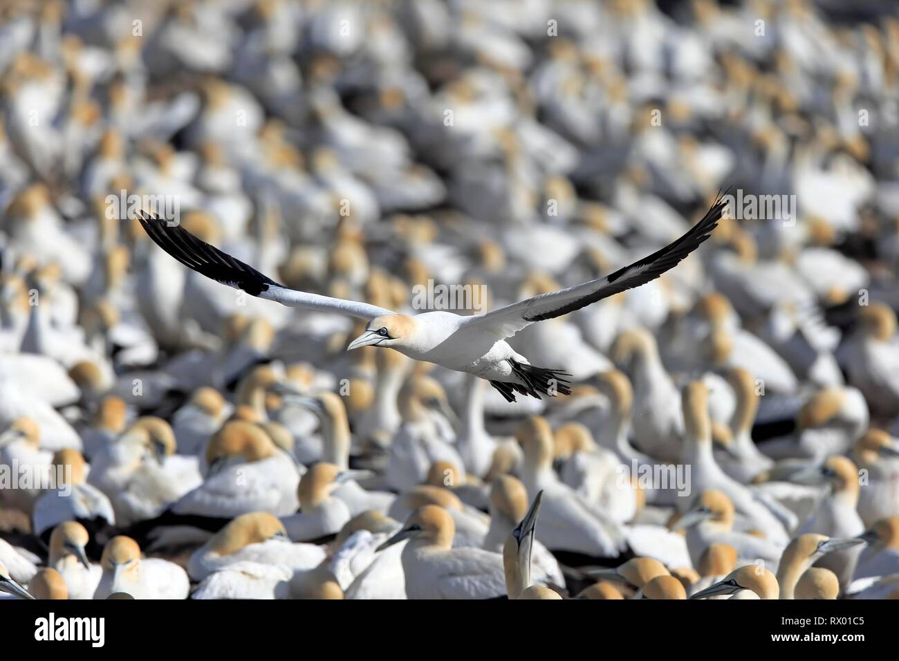 Cape de Bassan (Morus capensis), flying adultes, vol au dessus de la colonie d'oiseaux, Lamberts Bay, Western Cape, Afrique du Sud Banque D'Images