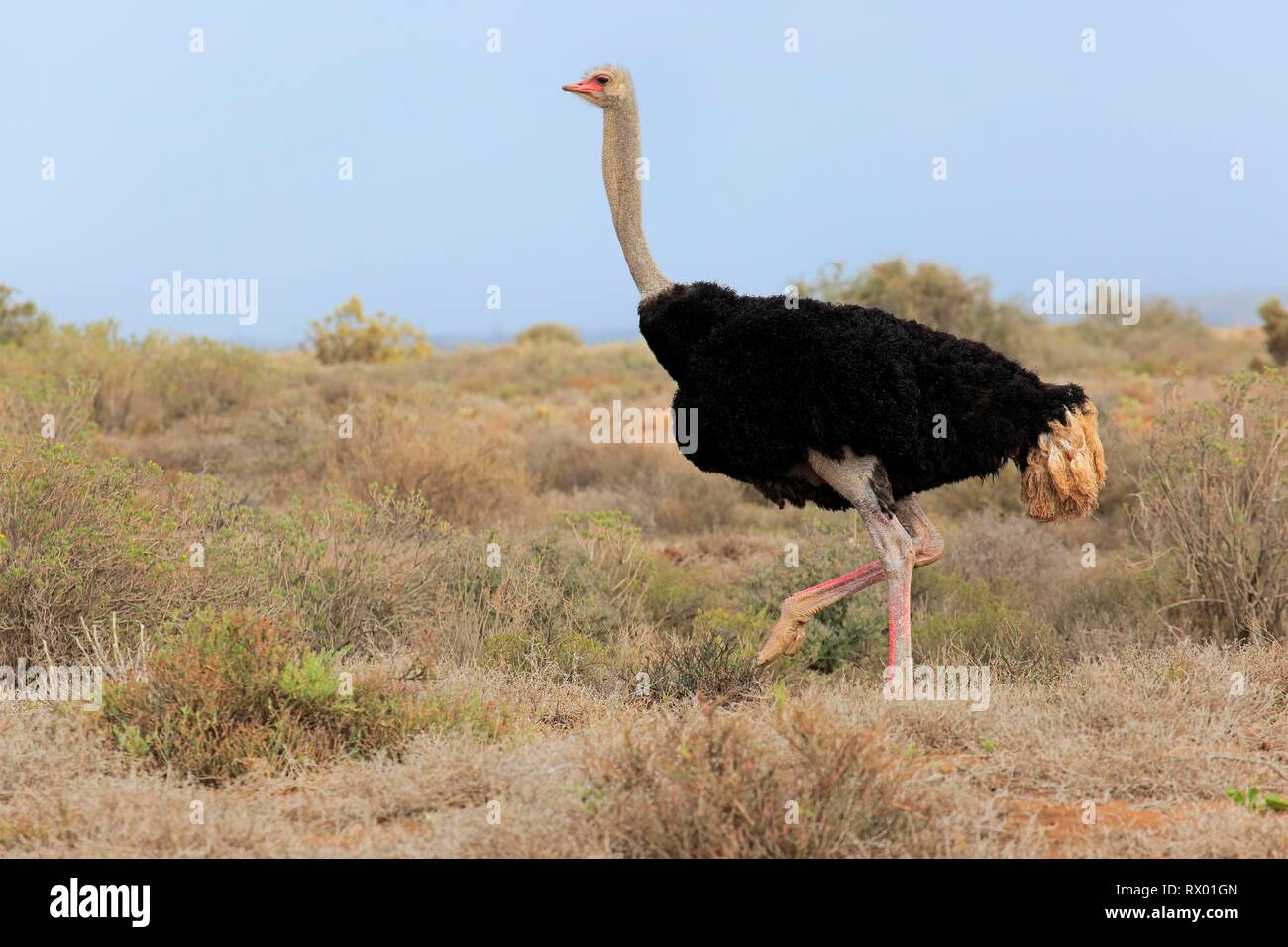 Autruche d'Afrique du Sud (Struthio camelus australis), mâle adulte, petit Karoo, Western Cape, Afrique du Sud Banque D'Images