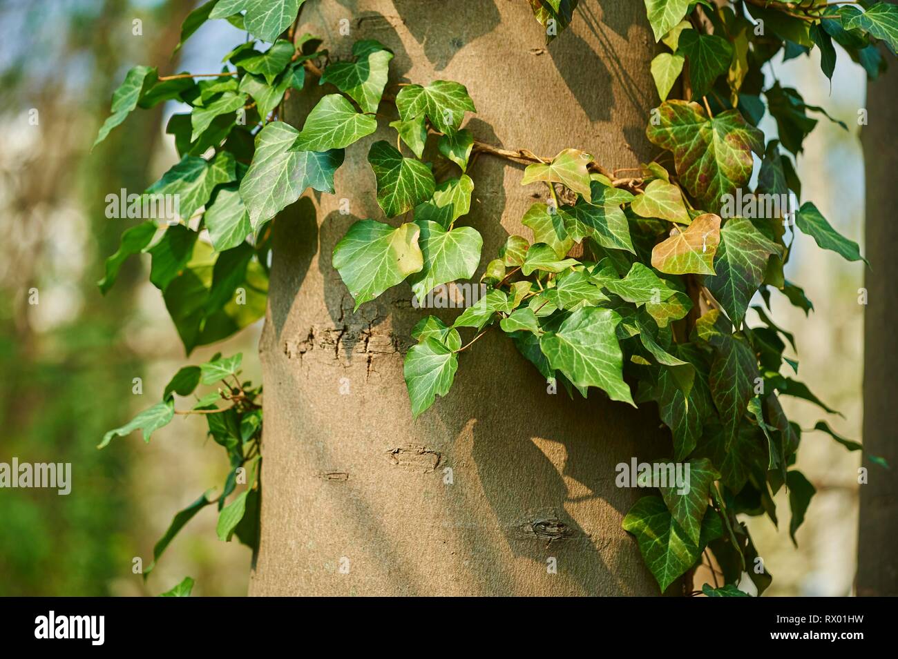 Lierre (Hedera helix) sur un tronc d'arbre, Franconia, Bavaria, Germany, Europe Banque D'Images