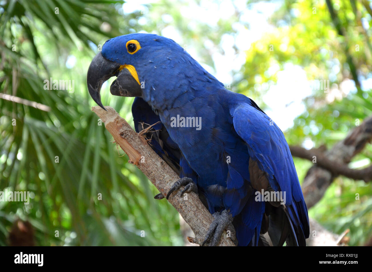 Ara bleu Hyazinth espèces menacées d'Amérique du Sud Banque D'Images