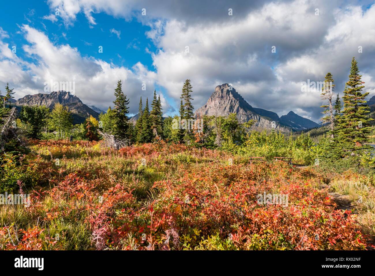 La végétation d'automne, paysage de montagne en face de la montagne Sinopah, Glacier National Park, Montana, USA Banque D'Images