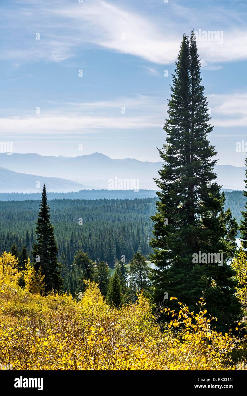 Forêt d'automne, vue de montagnes et collines, Grand tonne National Park, Wyoming, USA Banque D'Images