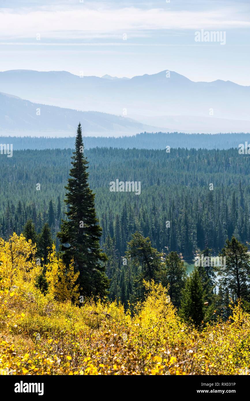 Forêt d'automne, vue de montagnes et collines, Grand tonne National Park, Wyoming, USA Banque D'Images