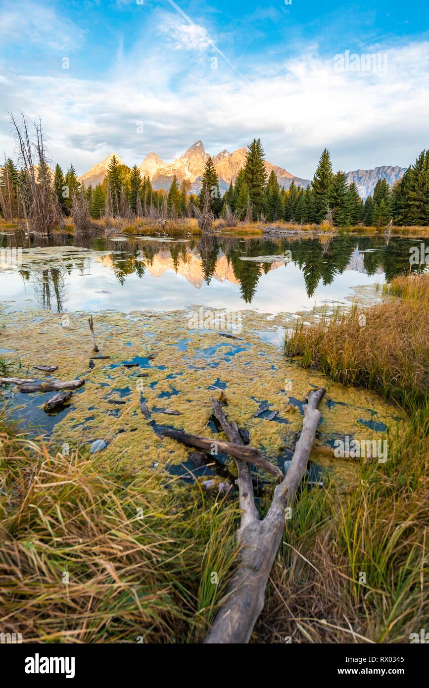 Plage de Grand Teton mountain range, reflet dans le lac, l'automne, la végétation, l'atterrissage Schwabacher Le Grand Teton National Park Banque D'Images